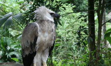 Vogel Ecuador