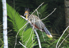 Vogel Ecuador