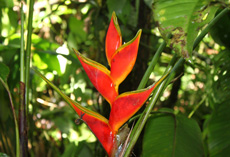 Heliconia